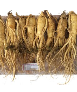 Nhân sâm tươi Hàn Quốc loại 8 củ 1 kg